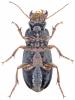 Pseudoophonus rufipes
